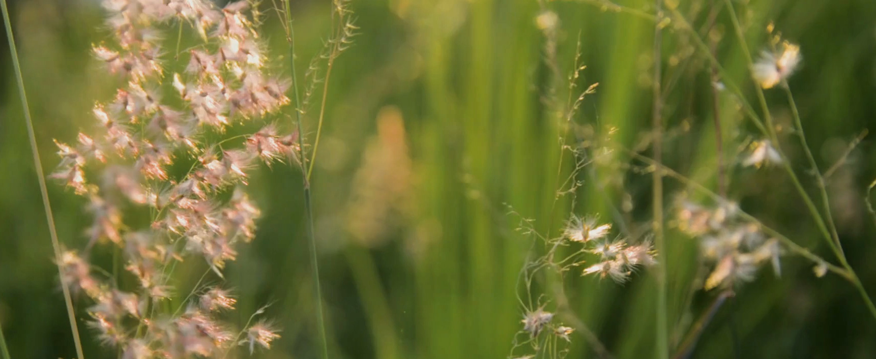 life video poster